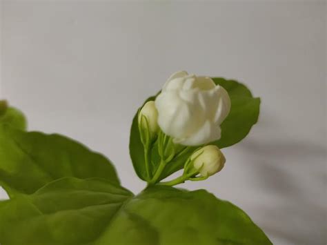 門口種茉莉花好嗎|新手種植茉莉花，只要牢記養護「口訣」，花爆滿盆、。